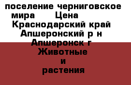 поселение черниговское мира 61 › Цена ­ 10 000 - Краснодарский край, Апшеронский р-н, Апшеронск г. Животные и растения » Собаки   